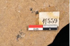 Foto (Detailansicht) von Plantae indet.  (NHMW-GEO-2024-0188-11559)